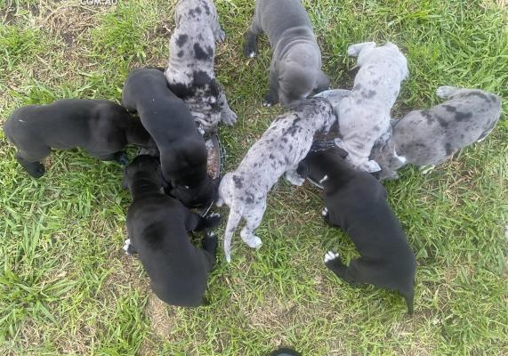 PUREBRED Great Dane Puppies for sale